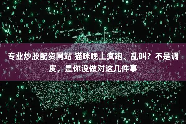 专业炒股配资网站 猫咪晚上疯跑、乱叫?不是调皮,是你没做对这几件事